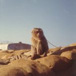Jerry Shriver Monkey