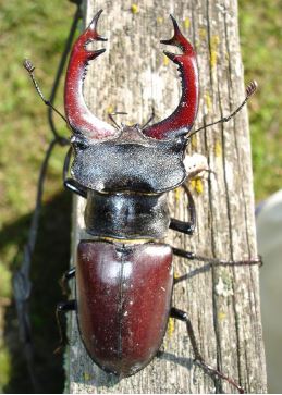 A ‘Click Click’ or Stag Beetle