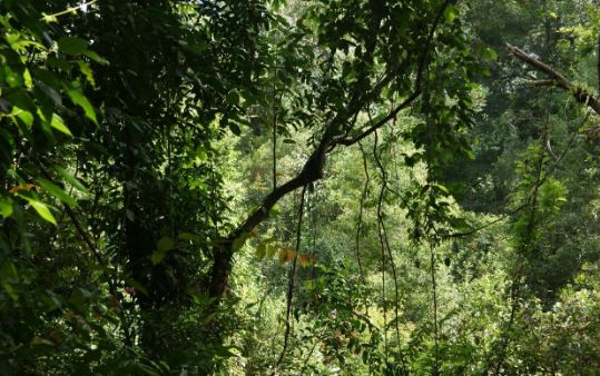 Cambodia Jungle