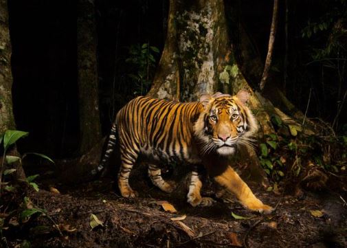 Large tiger caught prowling in nighttime jungle camera trap