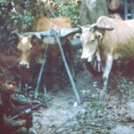 The ox cart has mine making implements, We captured two NVA and three VC. Prisoner snatch mission. B-53 Vietnam.